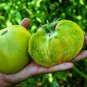 300 Pcs 'Green Colorful' Indeterminate Tomato Organic Seeds