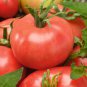 300 Pcs 'Red Flat Peach' Indeterminate Tomato Organic Seeds