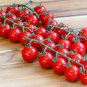 300 Pcs 'Fire Red' Round Cherry Tomato Organic Seeds