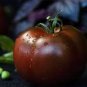 300 Pcs 'Purple Black' Round Chicago Tomato Organic Seeds