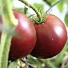 300 Pcs 'Purple Yuh' Cherry Tomato Organic Seeds 300 Pcs 'Purple Yuh' Cherry Tomato Organic Seeds