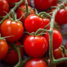 300 Pcs 'Colorful Cherry' Indeterminate Tomato Organic Seeds