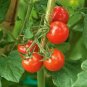 300 Pcs 'Colorful Cherry' Indeterminate Tomato Organic Seeds