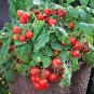 100 Pcs Sweetie Tomato Cherry Fruit Seeds
