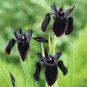 5 Pcs Siberian Iris Black Gold Iris Chrysographes Flower