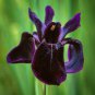 5 Pcs Siberian Iris Black Gold Iris Chrysographes Flower