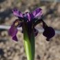 5 Pcs Siberian Iris Black Gold Iris Chrysographes Flower