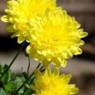 50 Pcs Yellow Chrysanthemum Perennial Bonsai Flower