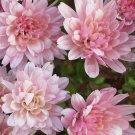 50 Pcs Pink Chrysanthemum