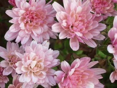 50 Pcs Pink Chrysanthemum