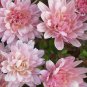 50 Pcs Pink Chrysanthemum
