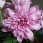 50 Pcs Pink Chrysanthemum