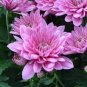 50 Pcs Pink Chrysanthemum