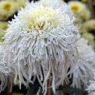 50 Pcs White Chrysanthemum Flower