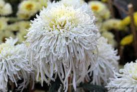 50 Pcs White Chrysanthemum Flower
