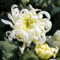 50 Pcs White Chrysanthemum Flower