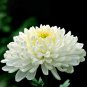 50 Pcs White Chrysanthemum Flower