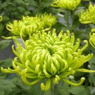 100 Pcs Green 'Spider' Chrysanthemum Flower