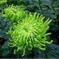 100 Pcs Green 'Spider' Chrysanthemum Flower