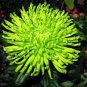 100 Pcs Green 'Spider' Chrysanthemum Flower