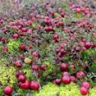 20 Pcs Wild Cranberry Vaccinium Macrocarpon Bearberry Fruit