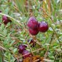 20 Pcs Wild Cranberry Vaccinium Macrocarpon Bearberry Fruit