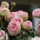 50 Pcs Rose Heirloom Climbing Flower