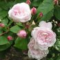 50 Pcs Rose Heirloom Climbing Flower