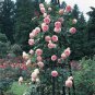 50 Pcs Rose Heirloom Climbing Flower