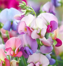 8 Pcs Heirloom Mixed Latifolius Sweet Pea