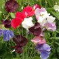 8 Pcs Heirloom Mixed Latifolius Sweet Pea