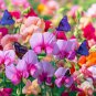 8 Pcs Heirloom Mixed Latifolius Sweet Pea