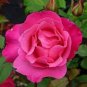 50 Pcs Heirloom Small Pink Rose Fragrant Flower Seeds