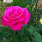 50 Pcs Heirloom Small Pink Rose Fragrant Flower Seeds