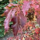 20 Pcs Flame Amur Maple with Bright Red Leaves 20 Pcs Flame Amur Maple with Bright Red Leaves