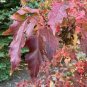 20 Pcs Flame Amur Maple with Bright Red Leaves