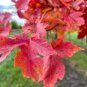 20 Pcs Flame Amur Maple with Bright Red Leaves