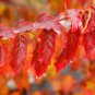20 Pcs Flame Amur Maple with Bright Red Leaves