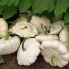 5 Pcs Summer Squash White Patty Pan Scallop
