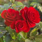 50 Pcs Red Polyantha Rose Multiflora Plant Flower