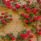 50 Pcs Heirloom Fresh Red Climbing Rose flowers