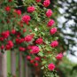 50 Pcs Heirloom Fresh Red Climbing Rose flowers