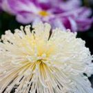 50 Pcs White Spider Chrysanthemum Bonsai Flowers 50 Pcs White Spider Chrysanthemum Bonsai Flowers