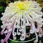 50 Pcs White Spider Chrysanthemum Bonsai Flowers