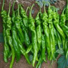 20 Pcs Heirloom Light Green Long 'Sheep Horn' Sweet Pepper Vegetable 20 Pcs Heirloom Light Green Long 'Sheep Horn' Sweet Pepper Vegetable