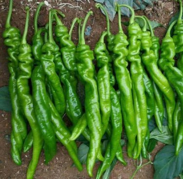 20 Pcs Heirloom Light Green Long 'Sheep Horn' Sweet Pepper Vegetable