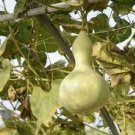 2 Pcs Heirloom Hand Twist Small Ornamental Gourd Seeds