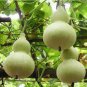 2 Pcs Heirloom Hand Twist Small Ornamental Gourd Seeds