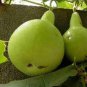 2 Pcs Heirloom Hand Twist Small Ornamental Gourd Seeds