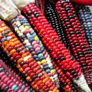 20 Pcs Heirloom Colorful Hybrid Corn edible non-gmo vegetables 20 Pcs Heirloom Colorful Hybrid Corn edible non-gmo vegetables
